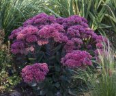 Sedum Sunsparkler 'Thunderhead' Kukehari